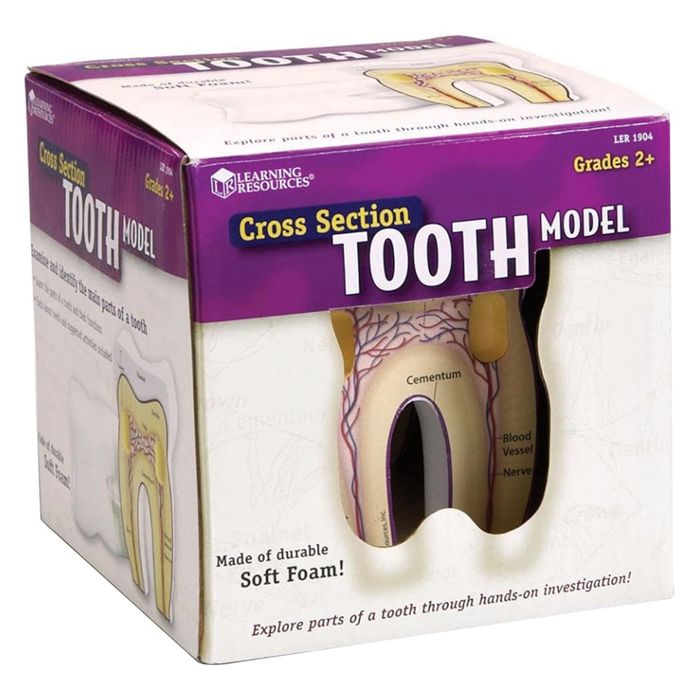 Cross-Section Tooth Model - 8 years & above 2 pieces