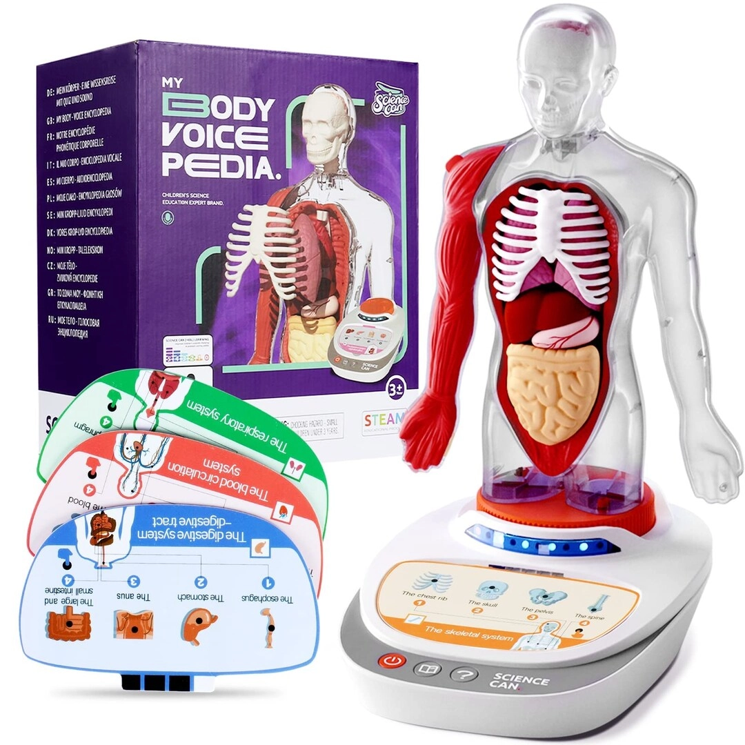 Science Can Human Body Model Biology - 5-7 years 15 pieces