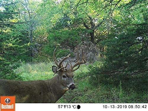 Trophy Trail Camera - 20 MP