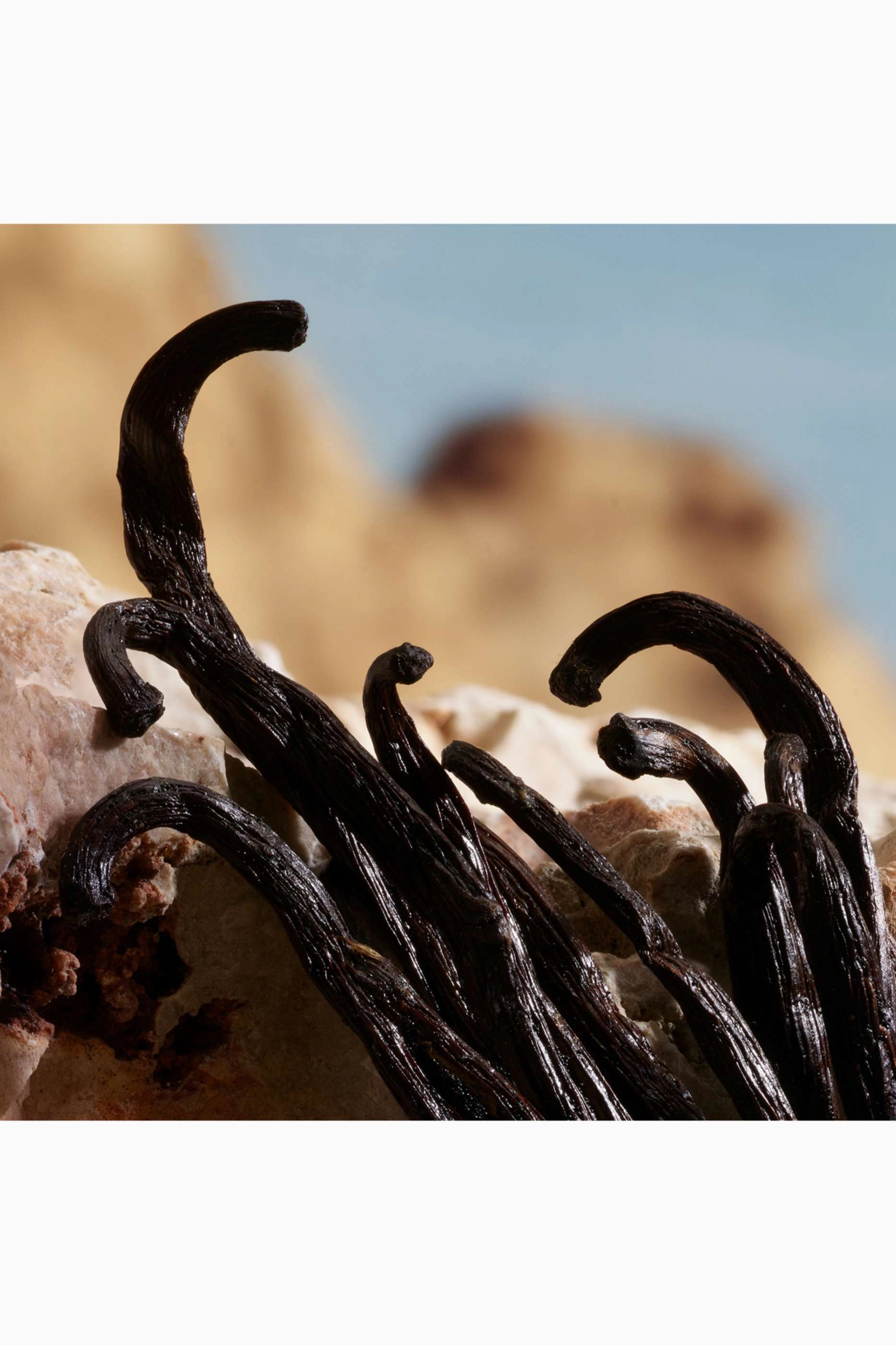 Q Eau de Parfum 50ml