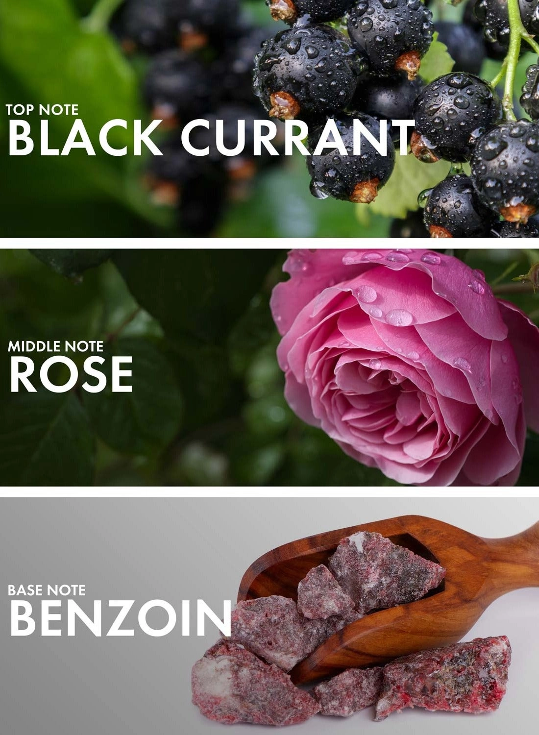 Currant Benzoin Eau de Parfum 50 ml