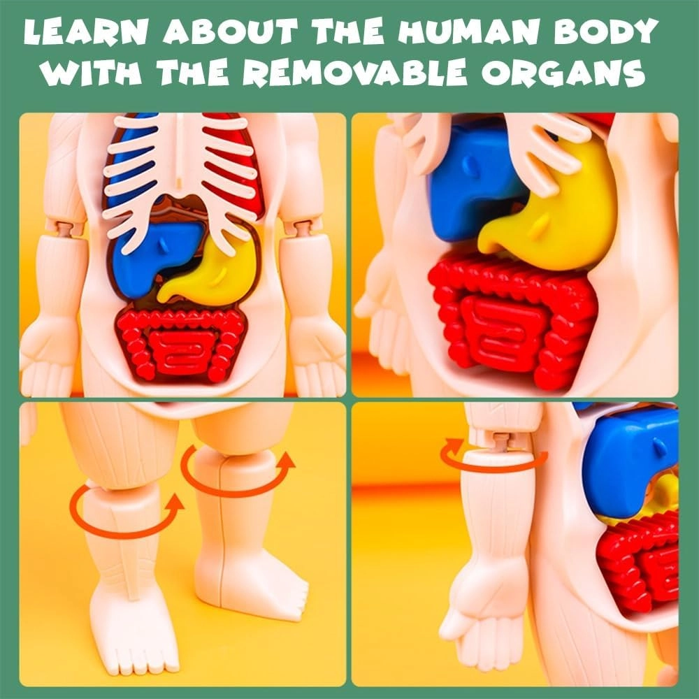 Human Body Model Anatomy - 3 years+ 13 pieces