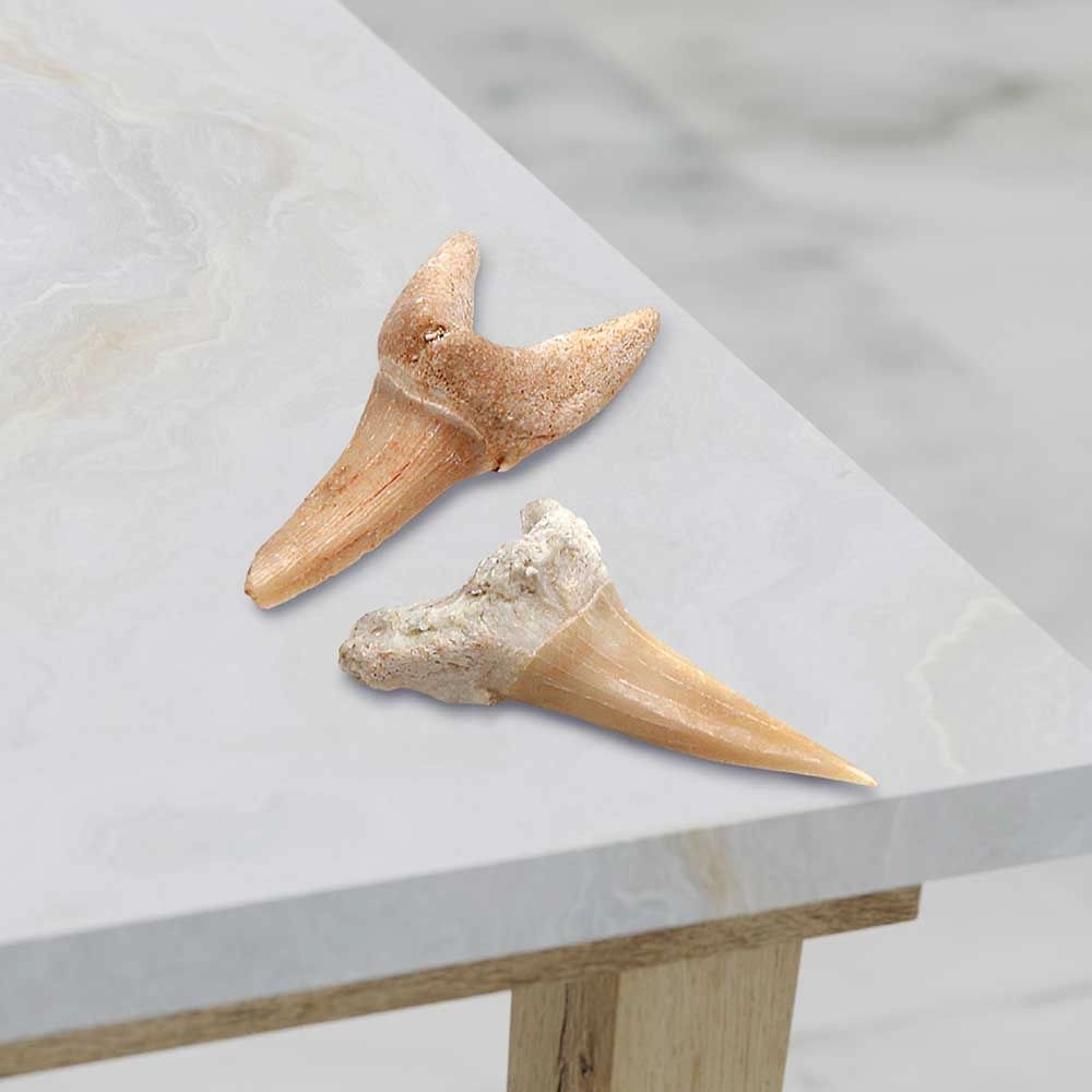 Mindblown Shark Teeth Unearthed Mini Excavation Kit Archaeology Science - 6 years+ 2 pieces