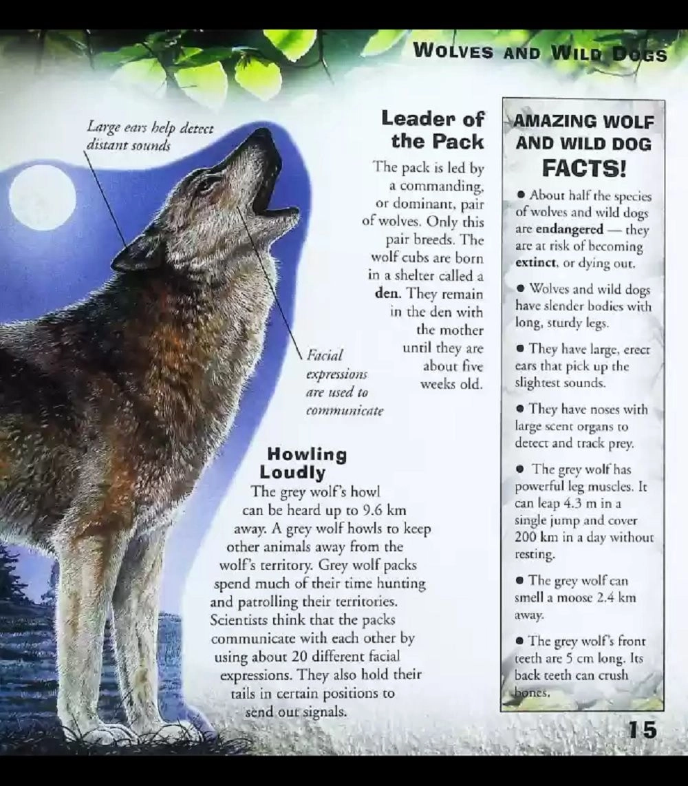 Killer Creatures Book - 6+