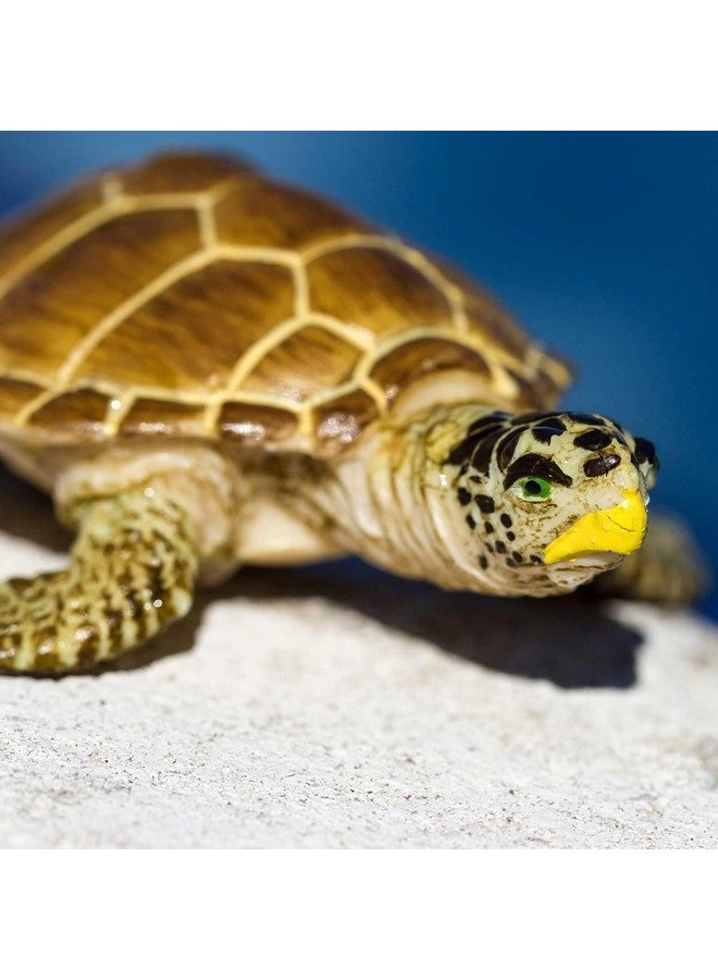 Loggerhead Turtle