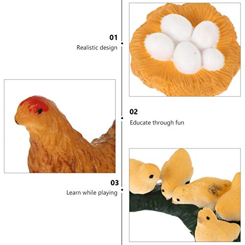 Chick Life Cycle Exploration Set Biology - 4 pieces