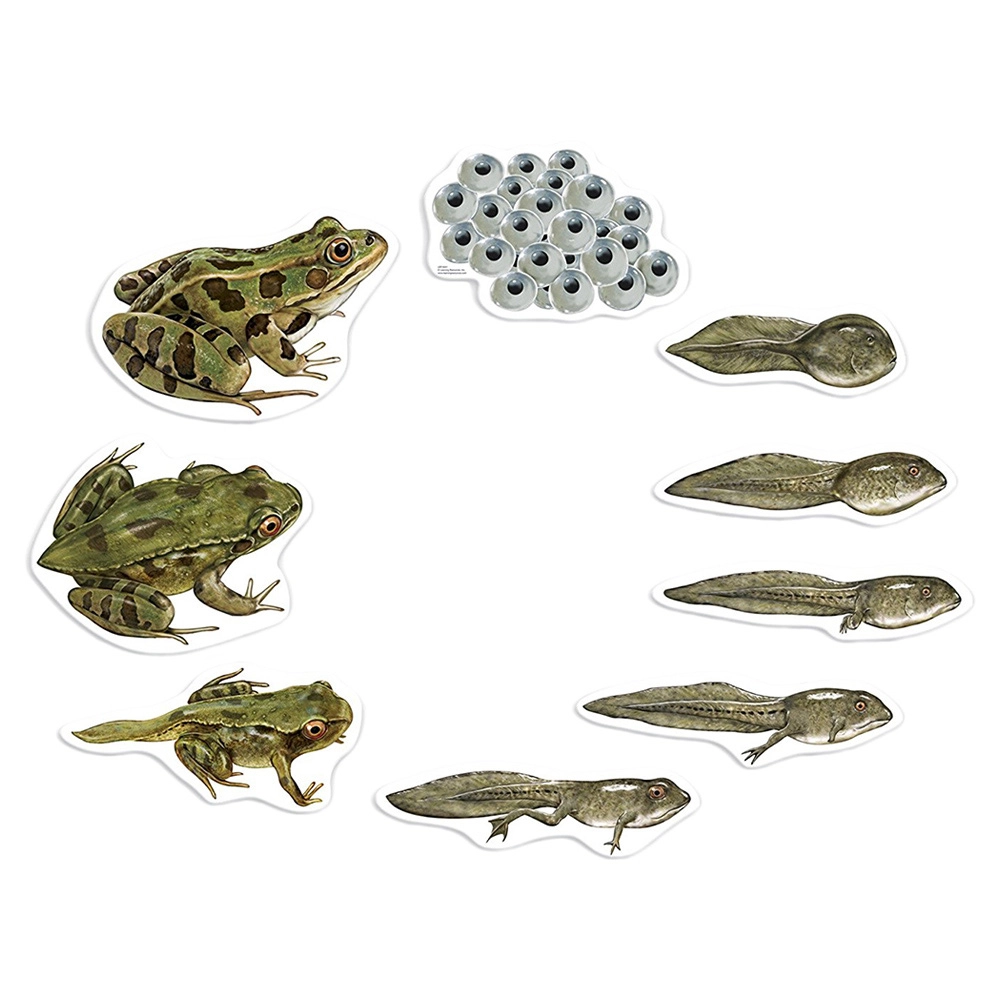 Giant Magnetic Frog Life Cycle Demonstration Set Science - 5 years+ 9 pieces