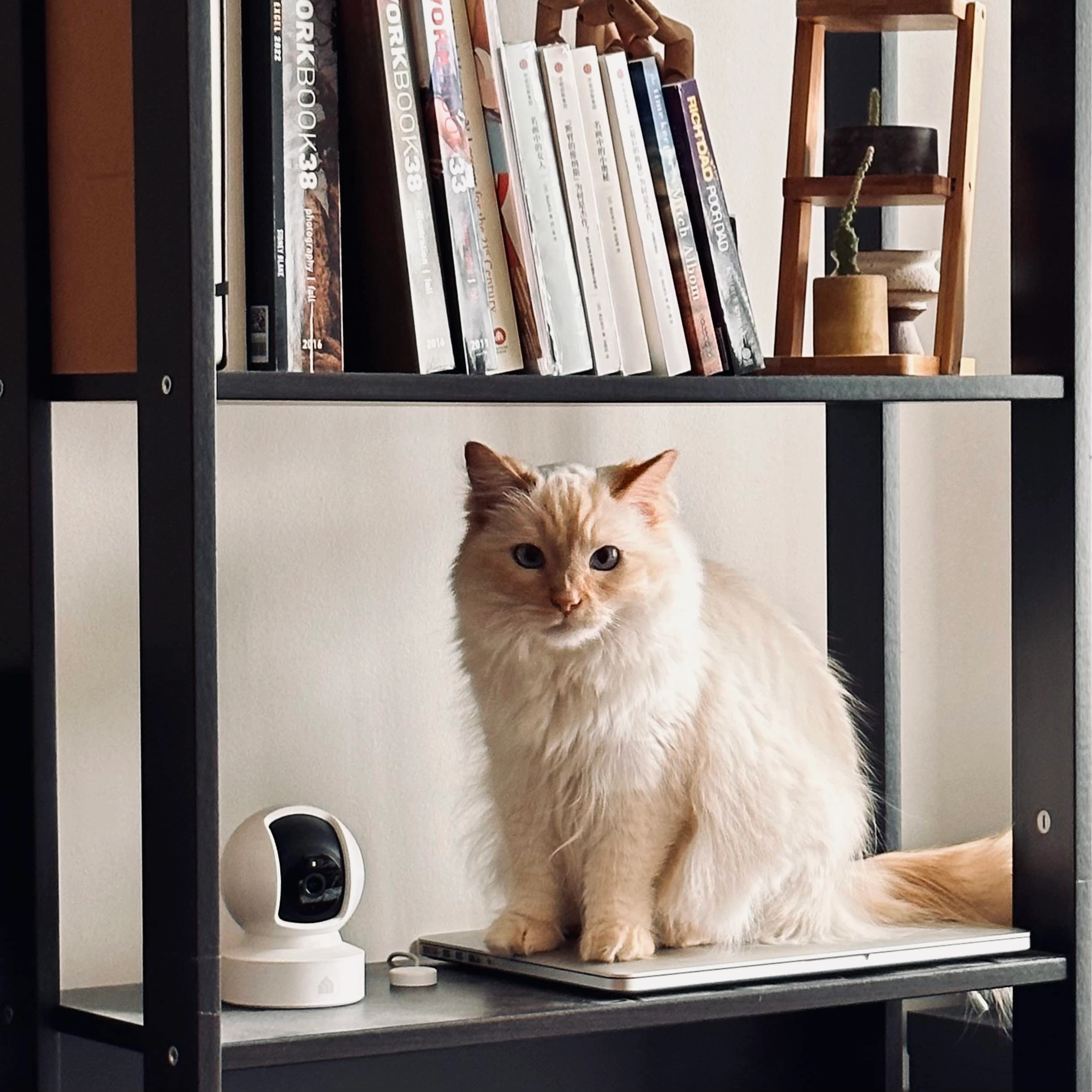 Tapo C200 - Pan/Tilt White
