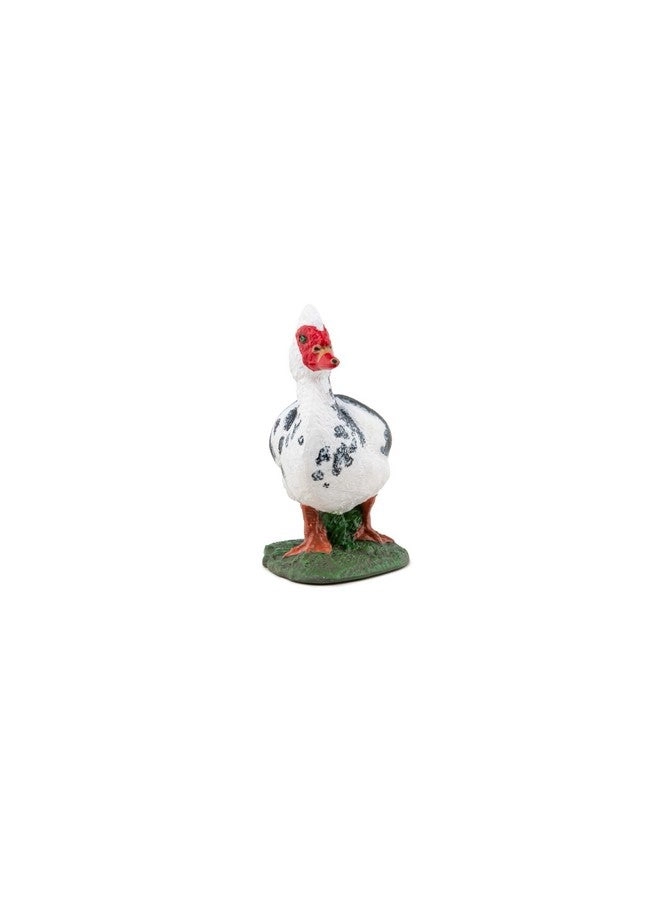 Farm - Domestic Muscovy Duck (51189)