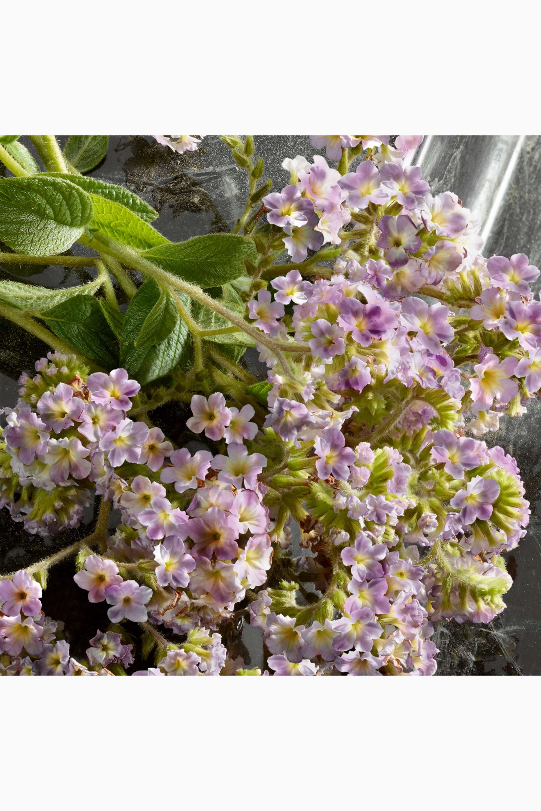 Q Eau de Parfum 50ml