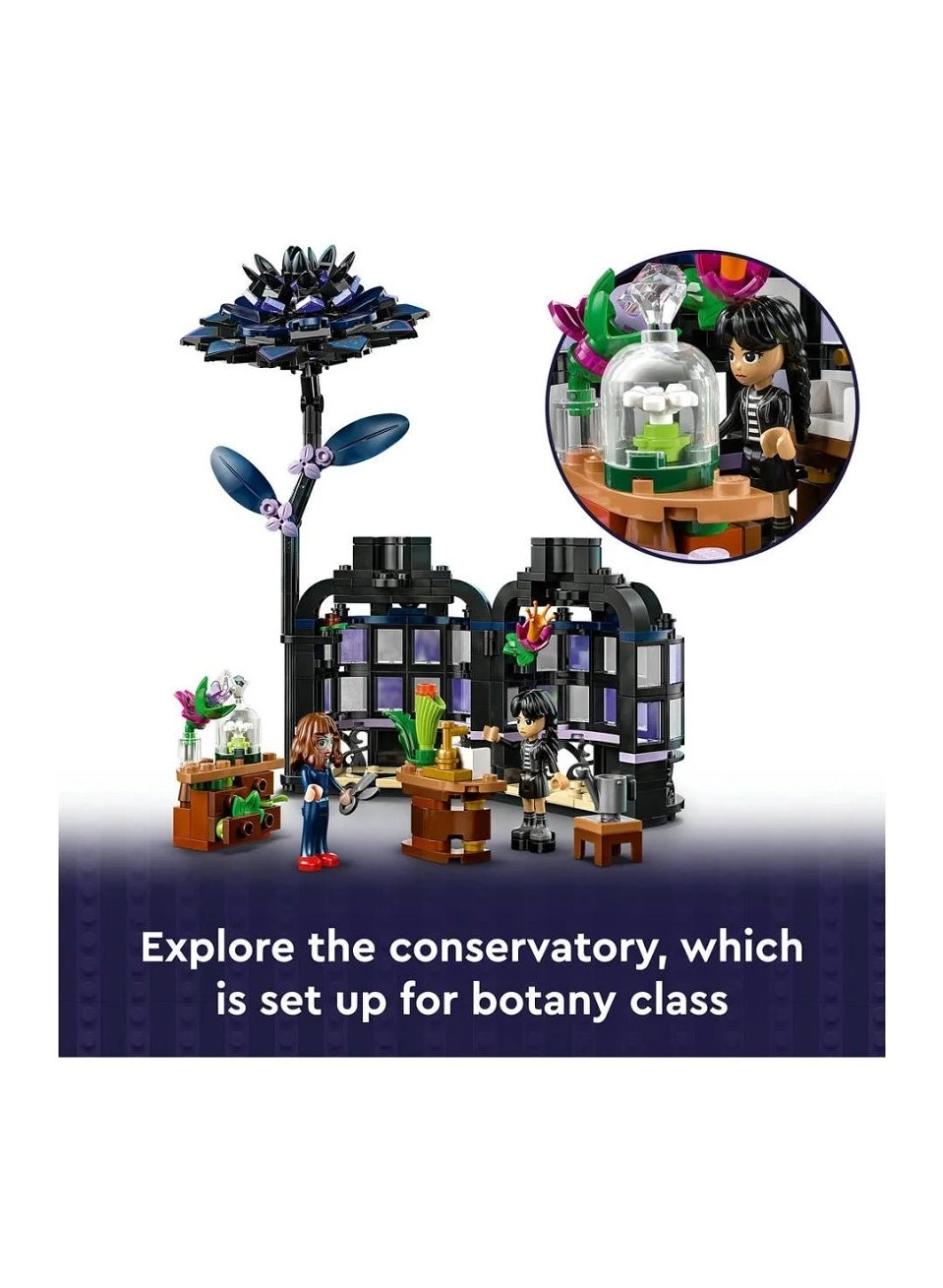 Wednesday Black Dahlia Flower