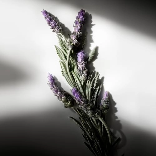 Ralph's Club Eau de Parfum 50ml