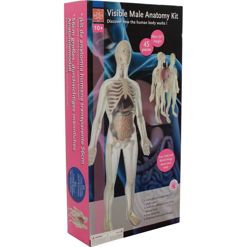 Edu-Toys Visible Male Anatomy Kit - 10 years+ 45 pieces