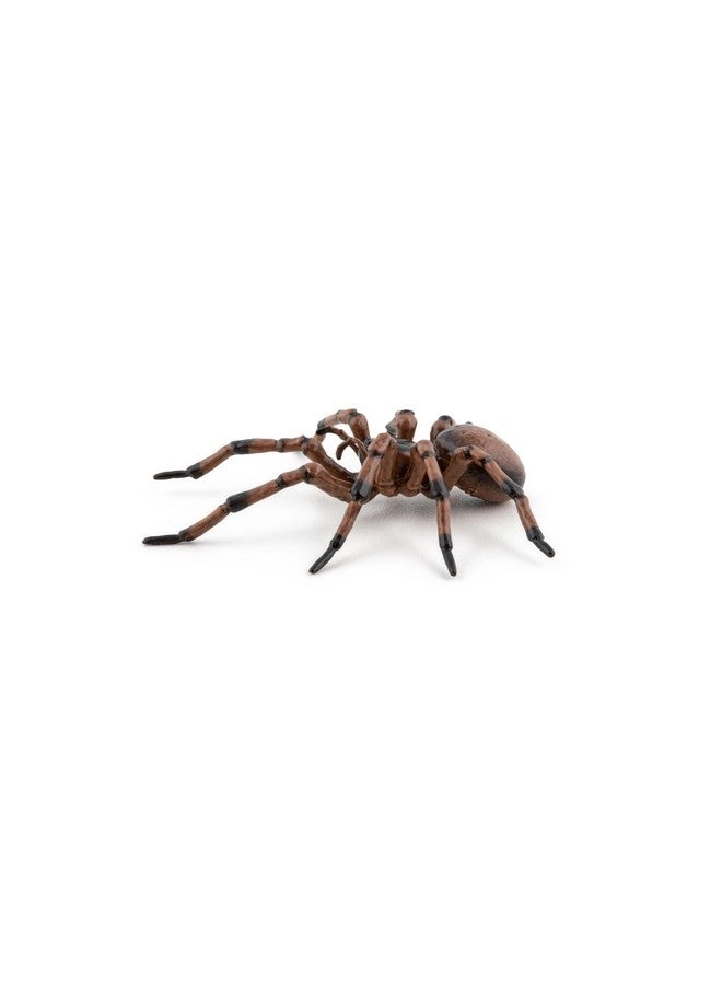 Wildlife - Common Spider (50292)
