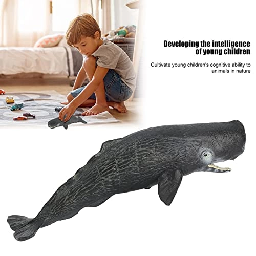 Sperm Whale Animal Model - 18 months - 3 years