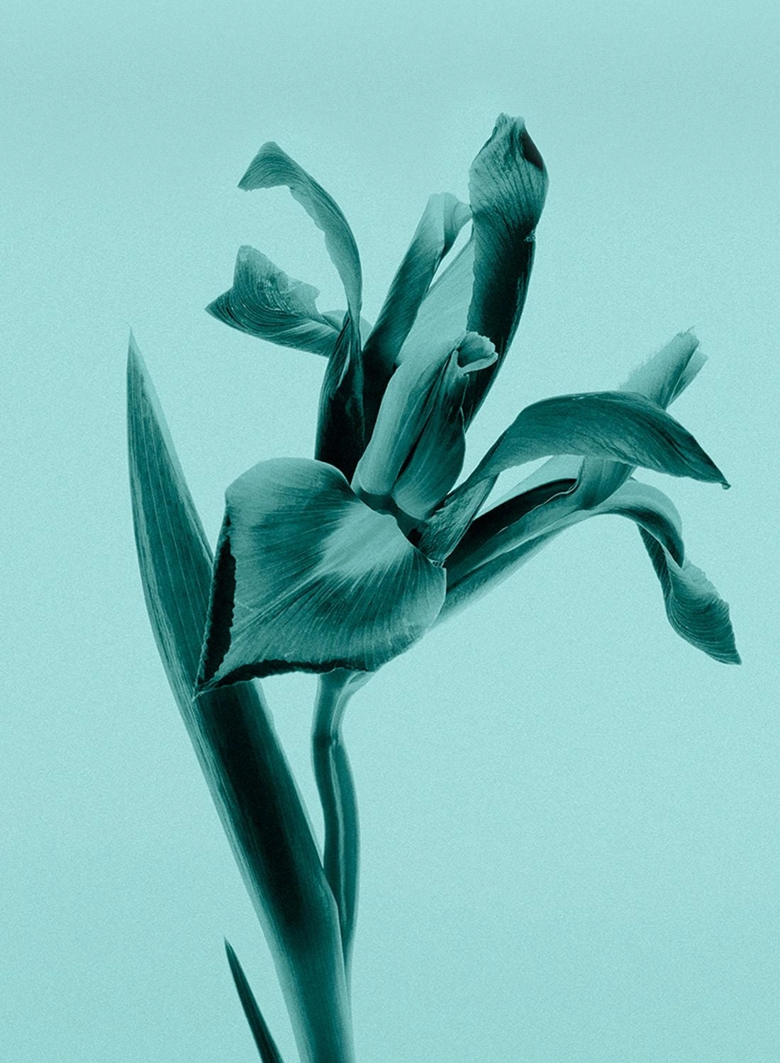 Rose Gold Intense Eau de Parfum 30 ml