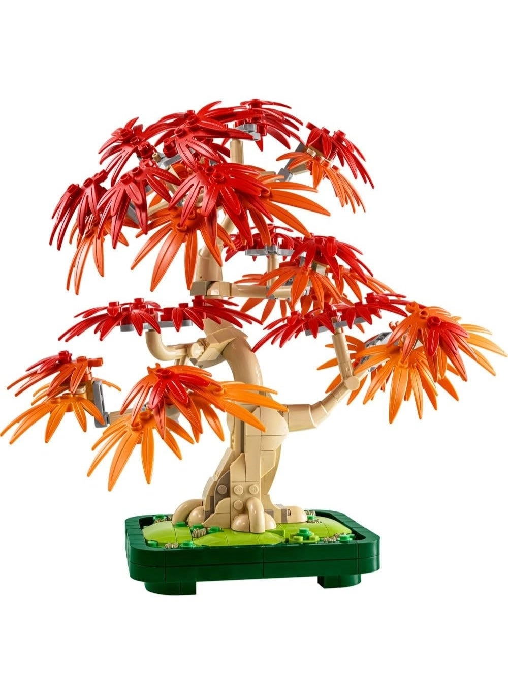 Japanese Red Maple Bonsai Tree (10348) - Botanicals