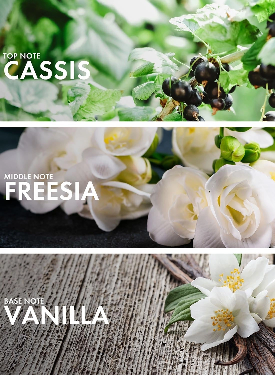 Currant Benzoin Eau de Parfum 50 ml