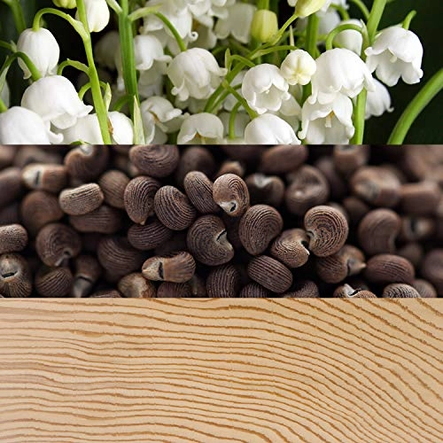 Beauty Eau de Parfum 100 ml