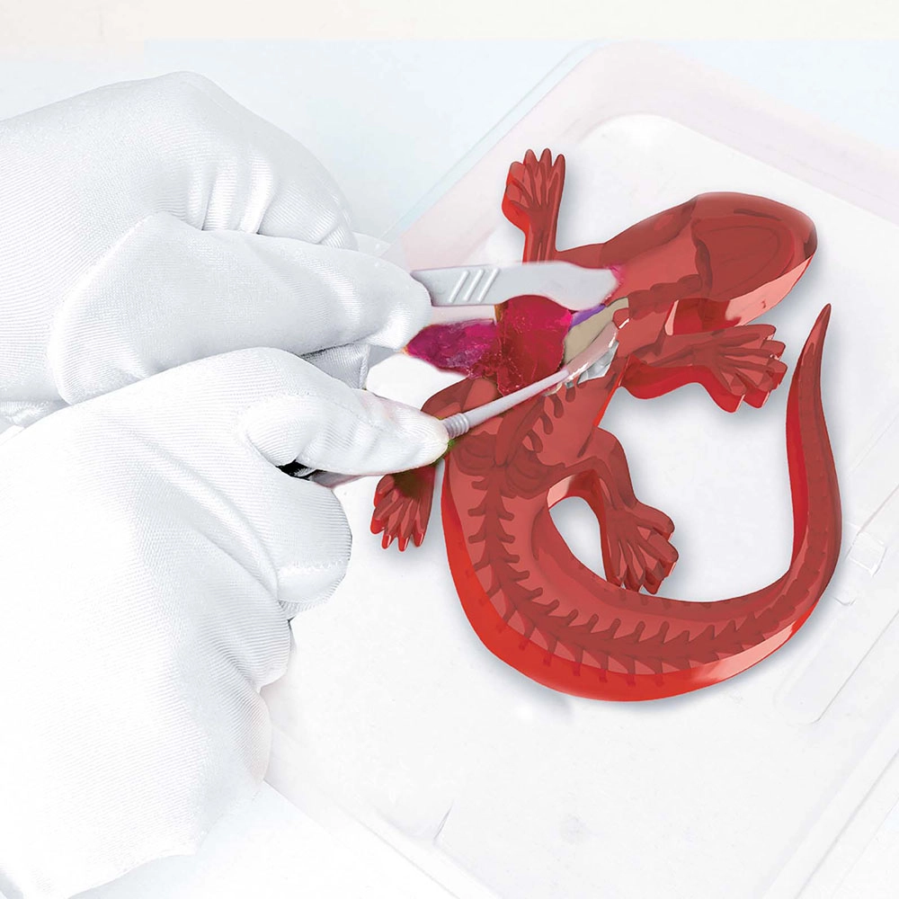 Lab Dissect-It - 6 years+