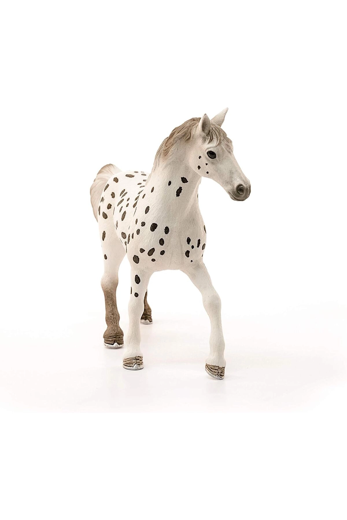 Knabstrupper Stallion - 5yr 1pc