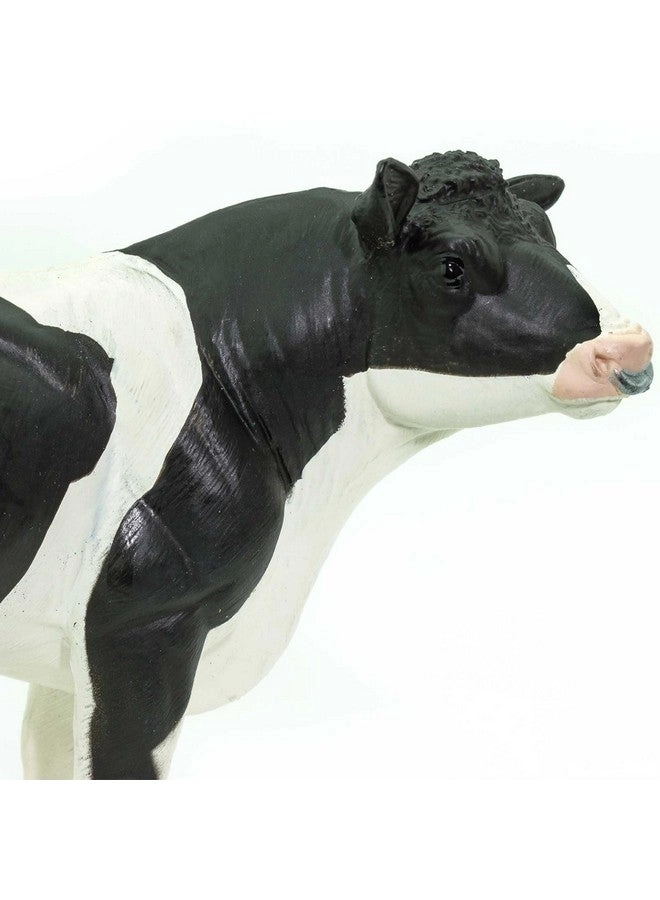 Holstein Bull